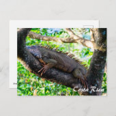 Costa Rica, Muelle - Lazy Iguana in einem Baum Postkarte (Vorne/Hinten)