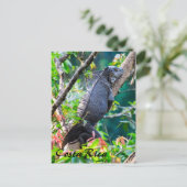 Costa Rica, Muelle - Lazy Iguana in einem Baum Postkarte (Stehend Vorderseite)