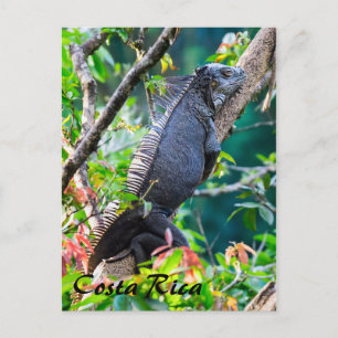 Costa Rica, Muelle - Lazy Iguana in einem Baum Postkarte