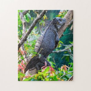Costa Rica, Muelle - Lazy Iguana in einem Baum Puzzle