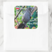 Costa Rica, Muelle - Lazy Iguana in einem Baum Quadratischer Aufkleber (Tasche)