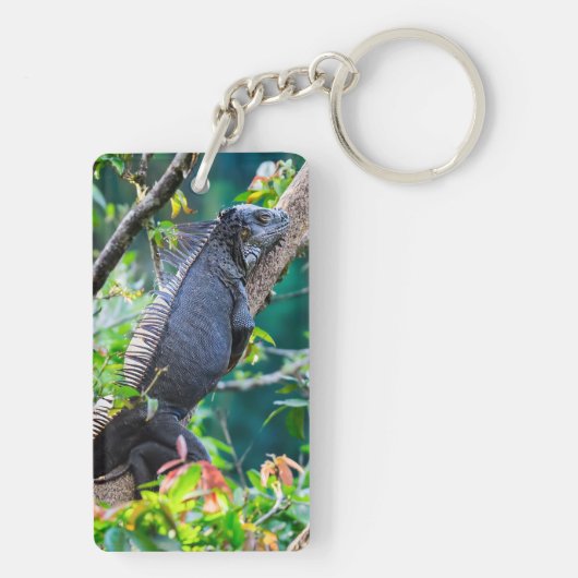 Costa Rica, Muelle - Lazy Iguana in einem Baum Schlüsselanhänger (Rückseite)