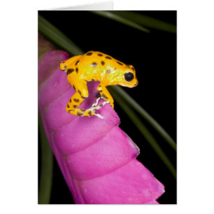 Costa Rica. Nahaufnahme eines Pfeilgiftfroschs