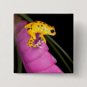 Costa Rica. Nahaufnahme eines Pfeilgiftfroschs Button