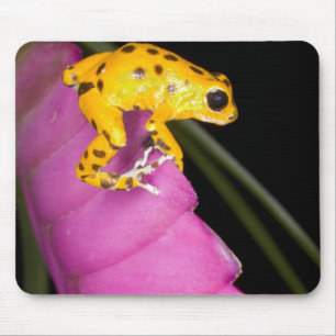Costa Rica. Nahaufnahme eines Pfeilgiftfroschs Mousepad