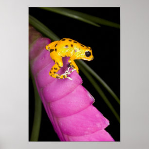 Costa Rica. Nahaufnahme eines Pfeilgiftfroschs Poster