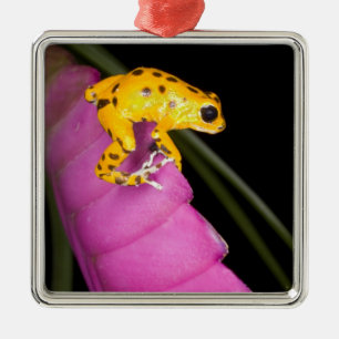 Costa Rica. Nahaufnahme eines Pfeilgiftfroschs Silbernes Ornament