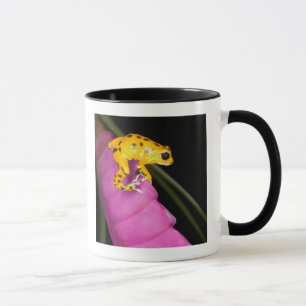 Costa Rica. Nahaufnahme eines Pfeilgiftfroschs Tasse