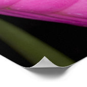 Costa Rica. Naher Giftdarmfrosch Poster (Ecke)