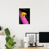 Costa Rica. Naher Giftdarmfrosch Poster (Heimbüro)