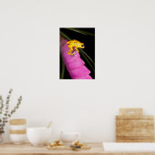Costa Rica. Naher Giftdarmfrosch Poster (Küche)