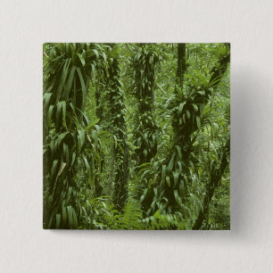 Costa Rica, Nationalpark Arenal, Regenwald Button