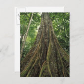 Costa Rica, Nationalpark Corcovado, Buttressed Postkarte (Vorne/Hinten)