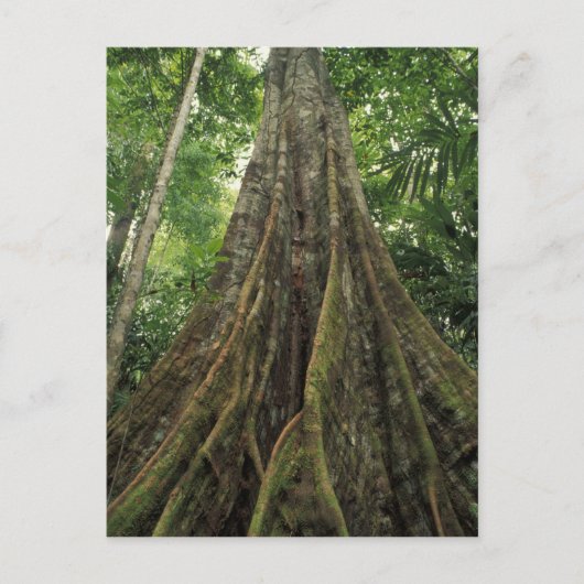 Costa Rica, Nationalpark Corcovado, Buttressed Postkarte (Vorderseite)
