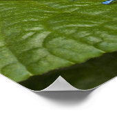 Costa Rica, Osa Peninsula. Close-up of poison Poster (Ecke)