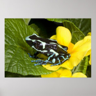 Costa Rica, Osa Peninsula Poster