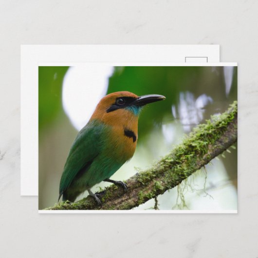 Costa Rica Postcard Postkarte (Vorne/Hinten)