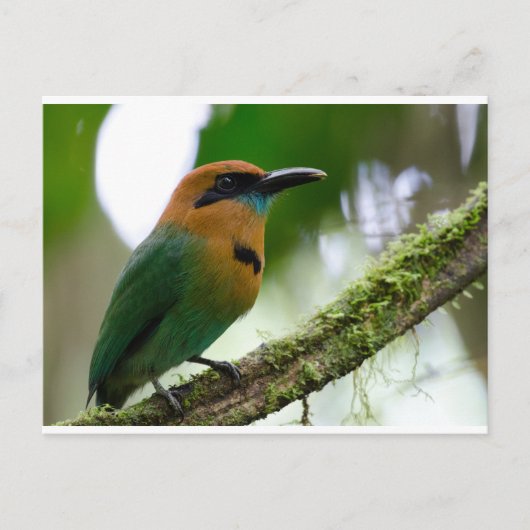 Costa Rica Postcard Postkarte (Vorderseite)