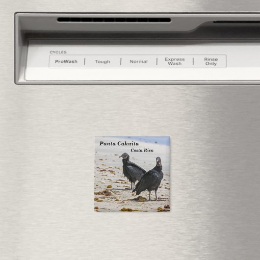 Costa Rica, Punta Cahuita - Schwarze Geier Magnet (In Situ (Geschirrspüler))