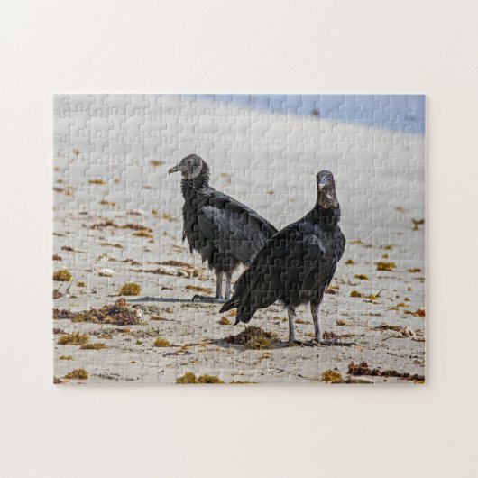 Costa Rica, Punta Cahuita - Schwarze Geier Puzzle (Horizontal)