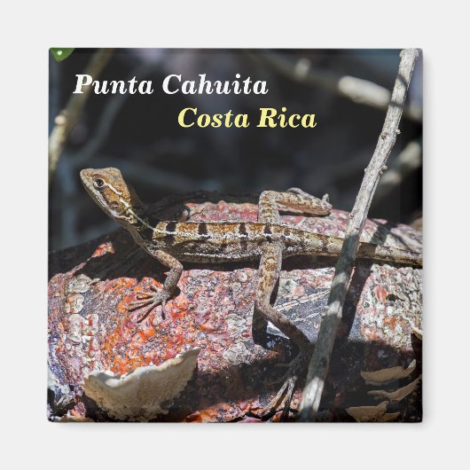 Costa Rica, Punta Cahuita - Weibliche Basilisk Liz Magnet (Vorne)