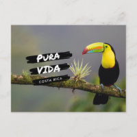 Costa Rica Pura Vida Toucan Foto Postcard