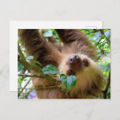 Costa Rica Rainforest Sloth Postkarte (Vorne/Hinten)