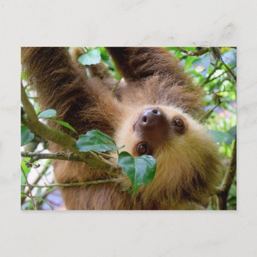 Costa Rica Rainforest Sloth Postkarte (Vorderseite)