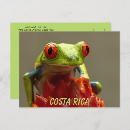 Costa Rica Red-Mit Augen Tree Frog Souvenir Postkarte (Vorne/Hinten)
