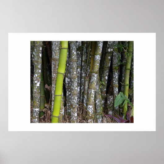 Costa Rica Regenwald Bamboo Art Poster (Vorne)