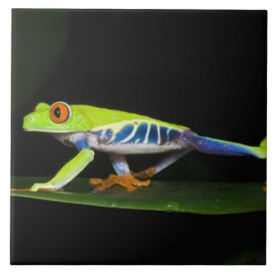 Costa Rica, Rotaugen-Laubfrosch (Agalychnis Fliese