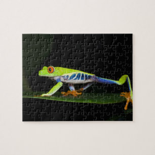 Costa Rica, Rotaugen-Laubfrosch (Agalychnis Puzzle