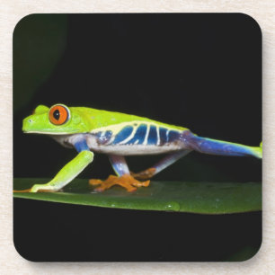 Costa Rica, Rotaugen-Laubfrosch (Agalychnis Untersetzer