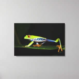 Costa Rica, Rotaugenklaubfrosch (Agalychnis Leinwanddruck