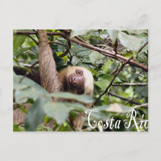 Costa Rica - Sloth Postcard Postkarte