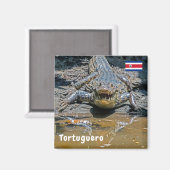 Costa Rica, Tortuguero - Aggressives Krokodil Magnet (Vorderseite/Rückseite)