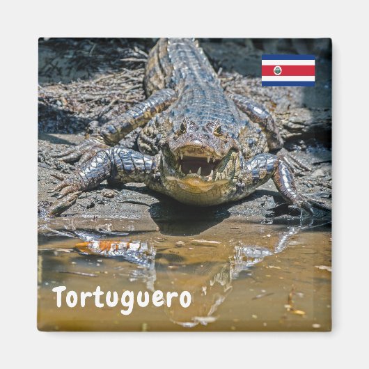 Costa Rica, Tortuguero - Aggressives Krokodil Magnet (Vorne)