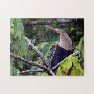 Costa Rica, Tortuguero - Anhinga Puzzle
