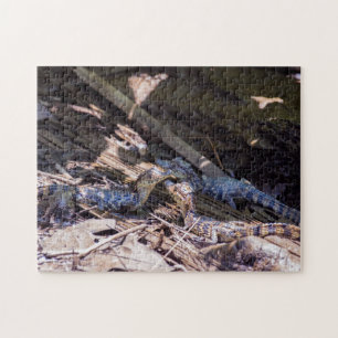 Costa Rica, Tortuguero - Babykrokodile Puzzle