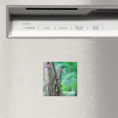 Costa Rica, Tortuguero - Basilisk Lizard Magnet (In Situ (Geschirrspüler))