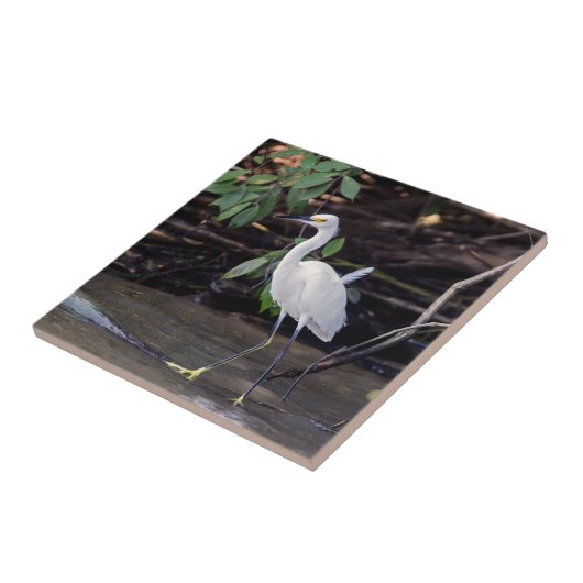 Costa Rica, Tortuguero - Egretta thula Fliese (Seite)