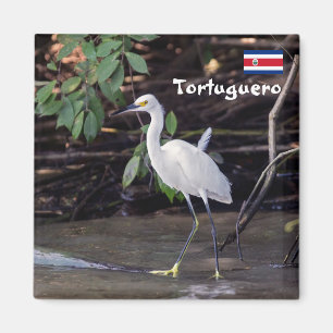 Costa Rica, Tortuguero - Egretta thula Magnet