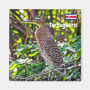 Costa Rica, Tortuguero - Heron Magnet