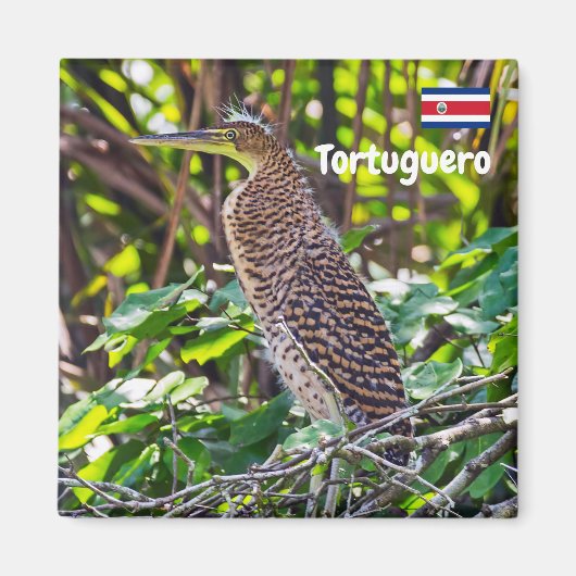 Costa Rica, Tortuguero - Heron Magnet (Vorne)