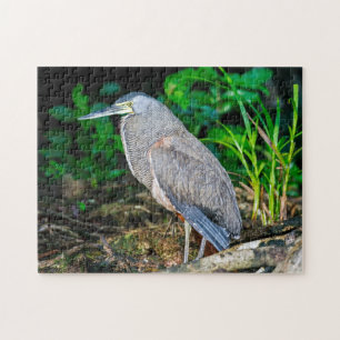 Costa Rica, Tortuguero - Heron Puzzle