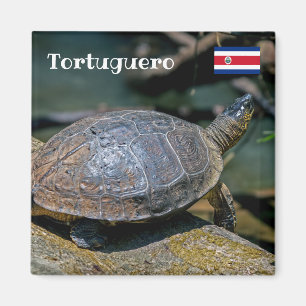 Costa Rica, Tortuguero - Turtle Magnet
