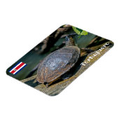 Costa Rica, Tortuguero - Turtle Magnet (Linke Seite)