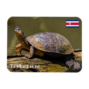 Costa Rica, Tortuguero - Turtle Magnet