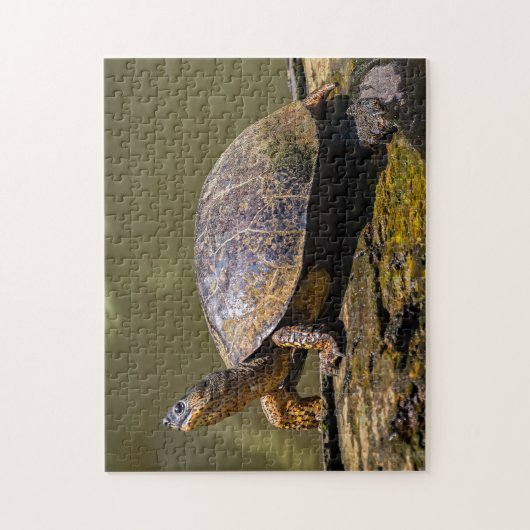 Costa Rica, Tortuguero - Turtle Puzzle (Vertikal)