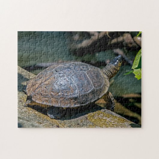 Costa Rica, Tortuguero - Turtle Puzzle (Horizontal)